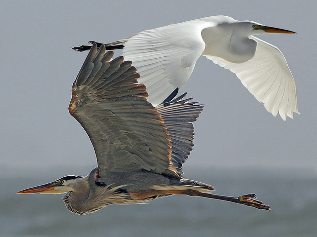 Great Egret and Great Blue Heron Composite - Michael L. Baird